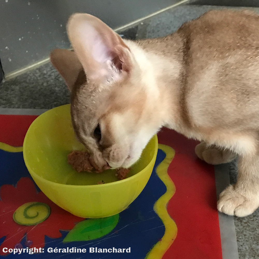 cuisiner pour son chat